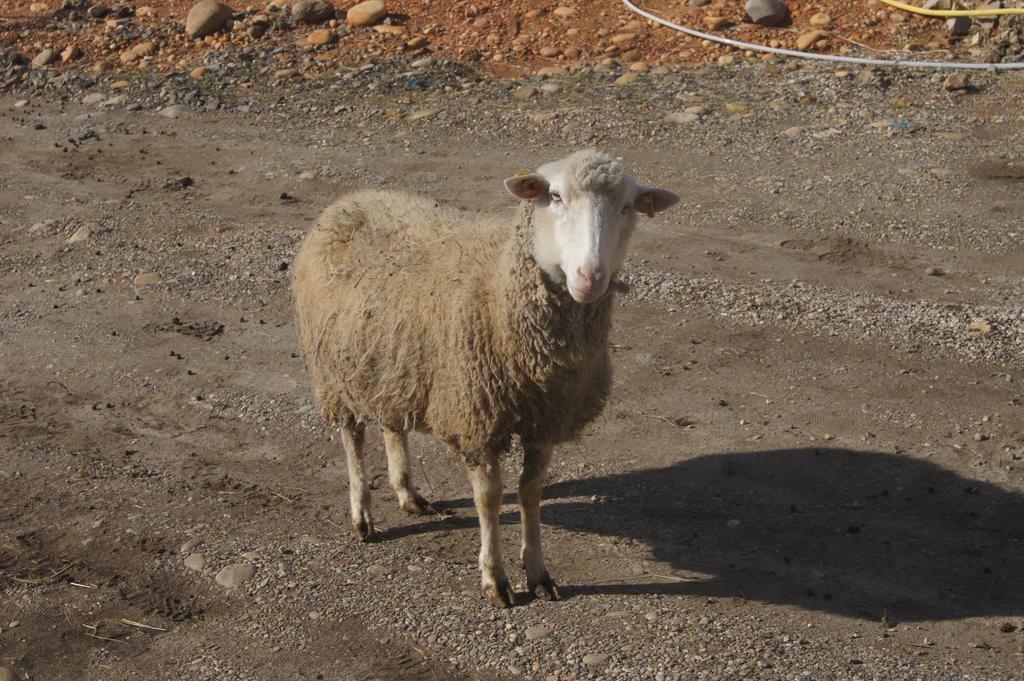 La Petite Ferme Des Vitoz Villa Assieu Dış mekan fotoğraf