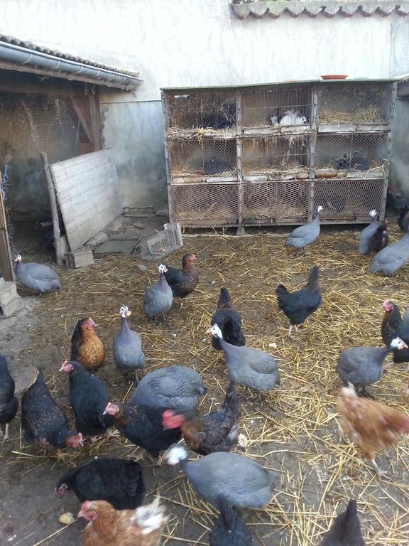 La Petite Ferme Des Vitoz Villa Assieu Dış mekan fotoğraf