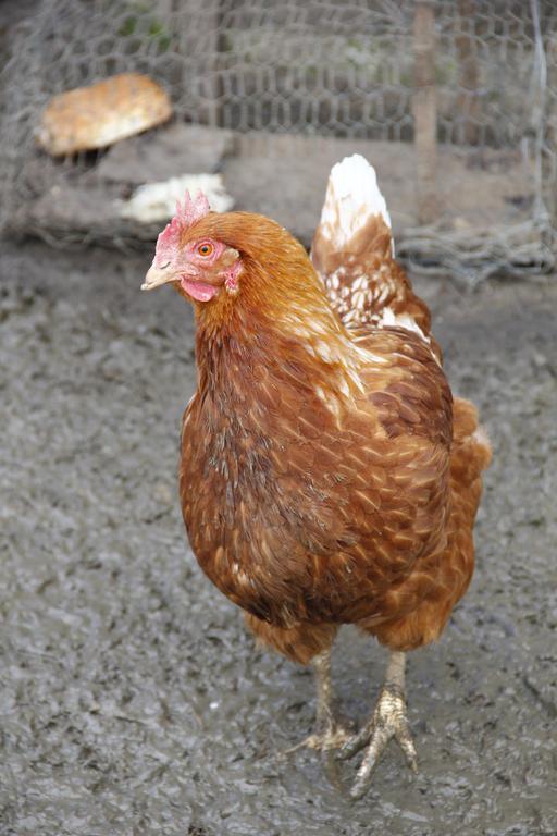 La Petite Ferme Des Vitoz Villa Assieu Dış mekan fotoğraf